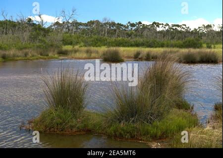 Ein Gezeitenbecken in den Feuchtgebieten des Warringine Park - an einem windigen Tag, mit vielen Wellen! In der Nähe von Hastings in Victoria, Australien. Stockfoto