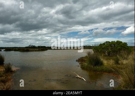 Die Flut ist für die Warringine Sümpfe - kleine Pfützen werden zu großen Teichen. Die Warringine befindet sich in der Nähe von Hastings in Victoria, Australien. Stockfoto