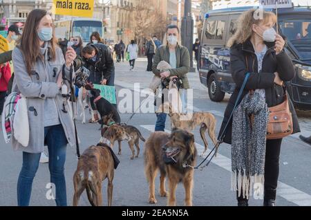 Madrid, Spanien. Februar 2021, 07th. Demonstration vor dem Kongress der Abgeordneten durch Plataforma NAC. „No a la caza“ (kein Jagen) Er kämpft gegen die Jagd in all ihren Formen und hat das unmittelbare Ziel, die Jagd mit Windhunden und anderen Rassen zu beenden. (Foto von Alberto Sibaja/Pacific Press) Quelle: Pacific Press Media Production Corp./Alamy Live News Stockfoto