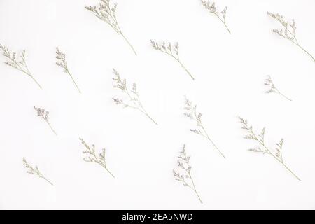 Caspia Blume kleine lila Blume Pflanze isoliert in weißem Hintergrund In Draufsicht Stockfoto