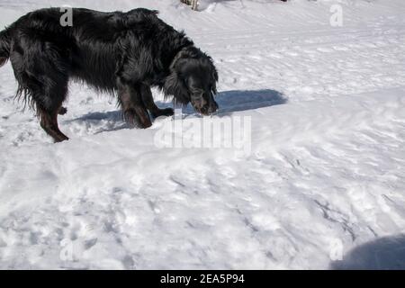 Die Straße am South Fork Bishop Creek in Inyo County, CA vorbei ist zu dieser Jahreszeit mit Schnee bedeckt, was es zu einem guten Wanderweg macht, auch für Hunde. Stockfoto