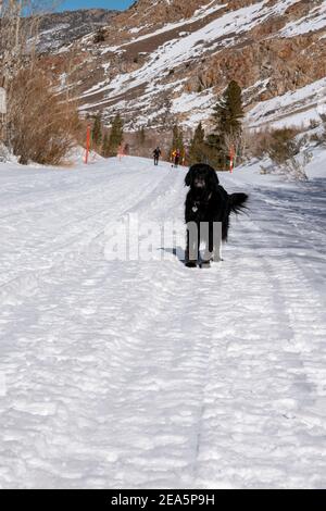 Die Straße am South Fork Bishop Creek in Inyo County, CA vorbei ist zu dieser Jahreszeit mit Schnee bedeckt, was es zu einem guten Wanderweg macht, auch für Hunde. Stockfoto