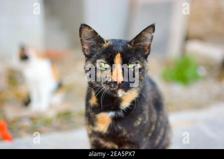 Eine schöne grüne Augen streunende Schildpatt oder Schildkrötenmuschel Katze Mit einer verschwommenen Calico-Katze im Rücken in Split Kroatien Stockfoto