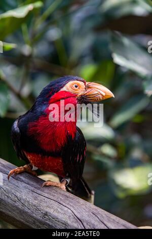 Der Bartbarbet (Lybius dubius) ist ein afrikanischer Barbet. Die Barbets bekommen ihren Namen von den Borsten, die ihre schweren Rechnungen umsäumen. Stockfoto