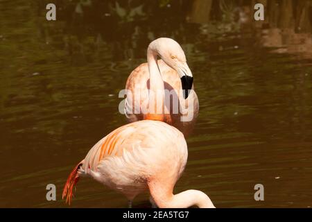 Chilenischer Flamingo (Phoenicopterus chilensis) Ein Paar chilenischer Flamingo mit braunem Hintergrund Stockfoto