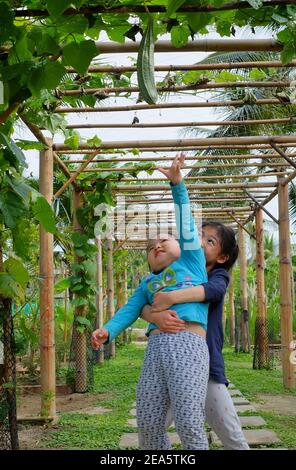 Eine nette junge asiatische Schwestern versuchen, einander zu helfen Pick reife organische grüne Zucchini, hängen von ihm Zweig aus Bambus-Racks. Teamwork. Stockfoto