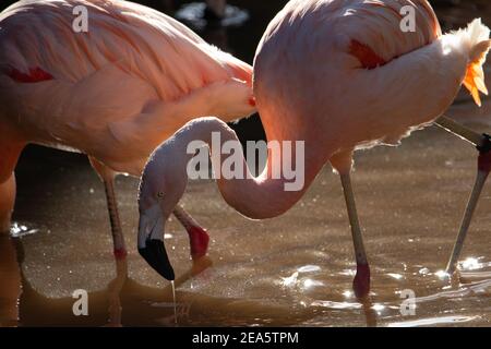 Chilenischer Flamingo (Phoenicopterus chilensis) Zwei chilenische Flamingo isoliert auf einem natürlichen Hintergrund Stockfoto