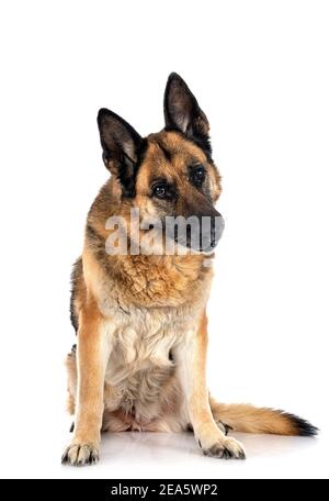 Alte deutsche Schäferhund vor weißem Hintergrund Stockfoto