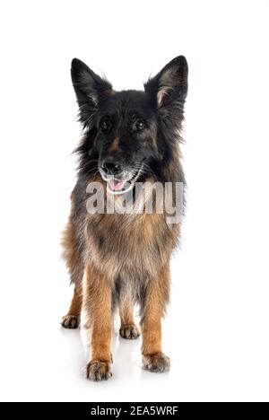 Alte deutsche Schäferhund vor weißem Hintergrund Stockfoto