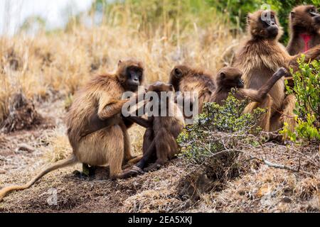 Familie von äthiopischen endemischen Tier Affe Gelada Pavian in sozialen Pflege. Theropithecus gelada, Debre Libanos, Simien Mountains, Afrika Äthiopien wil Stockfoto