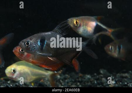 Schwarzer phantomsalmler, einfach phantomsalmler, Stockfoto