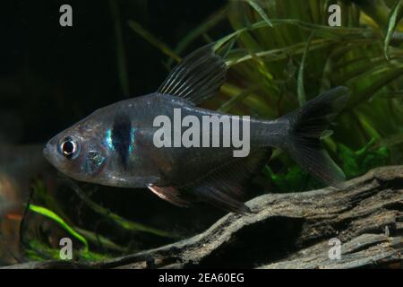 Schwarzer phantomsalmler, einfach phantomsalmler, Stockfoto