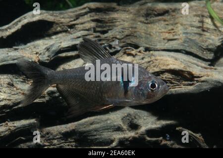 Schwarzer phantomsalmler, einfach phantomsalmler, Stockfoto