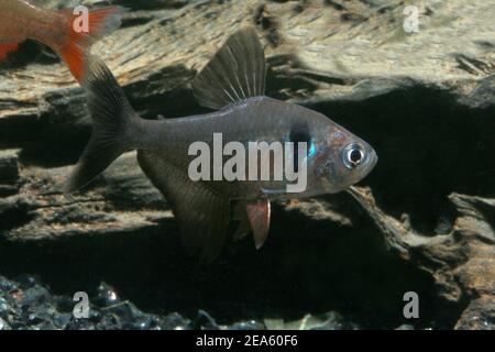 Schwarzer phantomsalmler, einfach phantomsalmler, Stockfoto