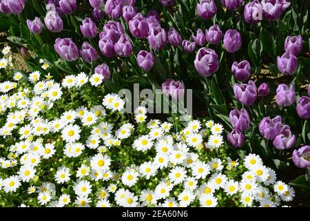 Tulpen und Gänseblümchen in Gülhane Park, Istanbul, Türkei Stockfoto