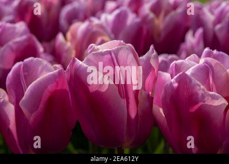 Tulpen und bunte Blumen. Stockfoto