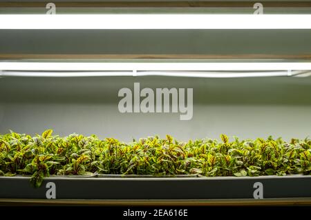 Erbsen. Städtische mikrogrüne Farm. Umweltfreundliches Kleinunternehmen. Baby Blätter, phytolamp. Stockfoto