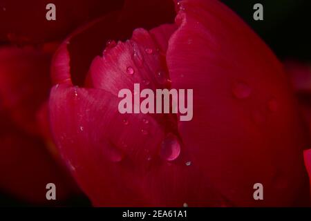 Tulpen und bunte Blumen. Stockfoto