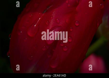 Tulpen und bunte Blumen. Stockfoto