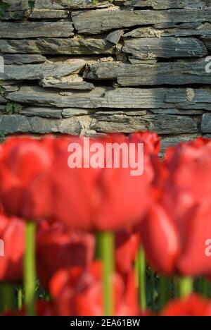 Tulpen und bunte Blumen. Stockfoto