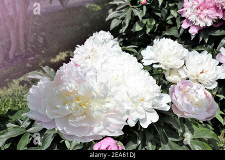Weiße und rosa Pfingstrosen Sträucher in voller Blüte im Garten. Sanfte Pfingstrosen und grüne Blätter. Weicher Fokus, geringer Freiheitsgrad. Blumen im Frühling oder Sommer Stockfoto