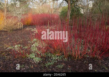 Leuchtend rote Winterstämme auf einem sommergrünen sibirischen Dogwood Strauch (Cornus alba 'Sibirica') Umgeben von Schneeglöckchen in einem Woodland Garden in Rural Devon Stockfoto