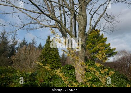 Gelbe Winterblumen auf einem Hexe Hazel Strauch (Hamamelis x intermedia 'Pallida') wächst in einem Country Cottage Garden in Rural Devon, England, UK Stockfoto