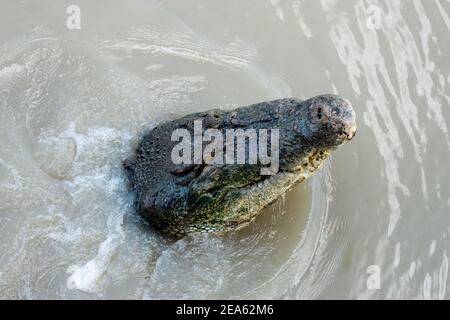 Krokodil aus dem Wasser im Adelaide River Stockfoto