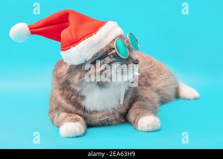 Lustige Katze im Weihnachtsmann Hut und Sonnenbrille auf blauem Hintergrund im Studio. Das Konzept der Feier des neuen Jahres Party und fashoin Stockfoto