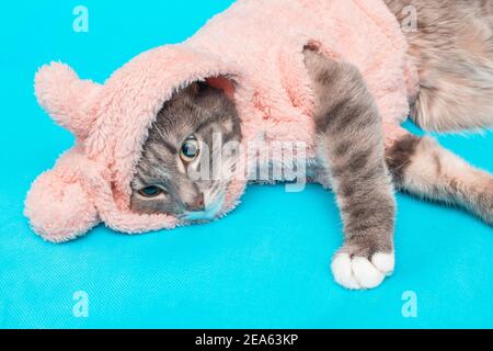 Stylische und modische Katze in einem warmen Fleece-Hoodie mit Ohren. Konzept der niedlichen Winterkleidung für Haustiere Stockfoto