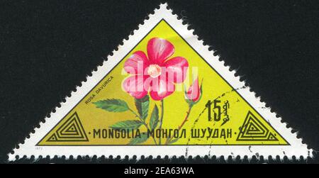 MONGOLEI - UM 1973: Stempel gedruckt von Mongolei, zeigt Blume, um 1973 Stockfoto