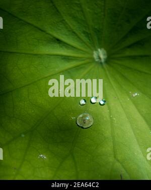 Wassertropfen auf dem Nahaufnahme-Foto mit grünem Lotusblatt. Stockfoto
