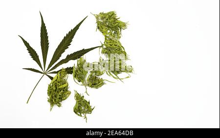 Getrocknete Knospen und ein Marihuana-Blatt isoliert auf weißem Hintergrund, kopieren Raum Stockfoto