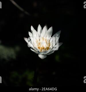 Nymphaea Daubenyana ist eine schöne Seerosenblume, Teich Nahaufnahme Makro. Stockfoto