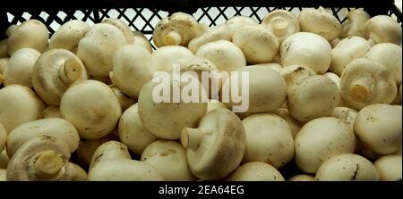 Die Champignons Wurden Gerade In Der Ansicht „Plastic Box Top View“ Gesammelt Stockfoto