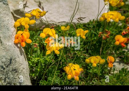 Eine Gruppe von Lotus corniculatus oder Vogelfußklee in Die Berge Stockfoto