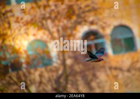 Wunderschöne Vögel im Flug, Action und in natürlicher Umgebung. Stockfoto