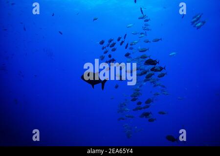 Eine Gruppe von vielen kleinen Fischen schwimmen tief in der Unterwasser Stockfoto