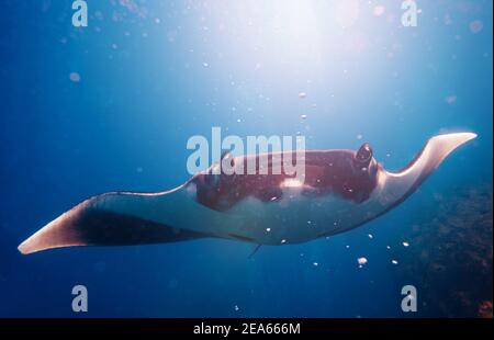 Frontfoto des schönen Manta Rochen im Sonnenlicht schwimmen Zum Taucher Stockfoto