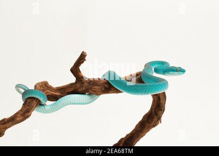 Blaue Insularis (Trimeresurus Insularis) Weiß-lipped Island Pit Viper auf weißem Hintergrund Stockfoto