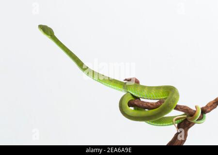 Trimeresurus insularis (White-Lipped Island Pit Viper) auf weißem Hintergrund Stockfoto