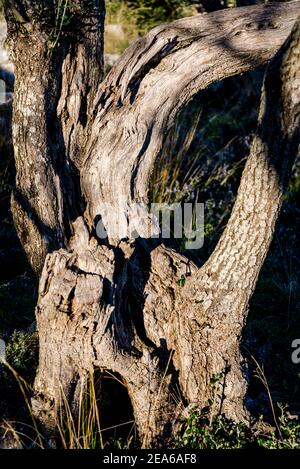 Alter Olivenbaum, Insel Iz, Zadar Archipel, Dalmatien, Kroatien Stockfoto