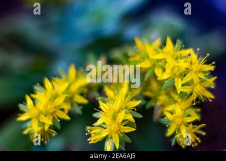 Sedum Acre gelbe Blume besser bekannt als Goldmoos Steinpfeife, moosige Steinpfeife, Goldmoos Sedum, beißende Steinpfeife und Wallpepper. Gelbe Blüten umgeben Stockfoto