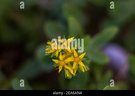 Sedum Acre gelbe Blume besser bekannt als Goldmoos Steinpfeife, moosige Steinpfeife, Goldmoos Sedum, beißende Steinpfeife und Wallpepper. Gelbe Blüten umgeben Stockfoto