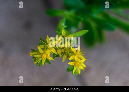 Sedum Acre gelbe Blume besser bekannt als Goldmoos Steinpfeife, moosige Steinpfeife, Goldmoos Sedum, beißende Steinpfeife und Wallpepper. Gelbe Blüten umgeben Stockfoto
