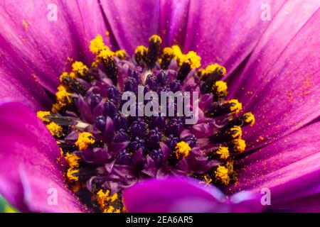 Scheibe des Kaps Margherite Van Stadens Flussdaisy, Sonntags Flussdaisy, weißer Gänseblümchenbusch, blau-weißer Gänseblümchenbusch, Stern der Velde. Haben Sie einen Durchmesser Stockfoto