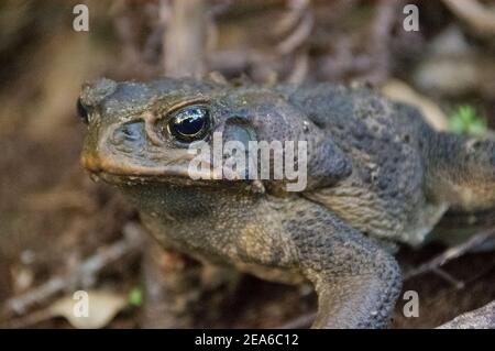Rohrkröte, Rhinella Marina, in Queensland Australien. Ein wilder Schädling, der in Mittel- und Südamerika beheimatet ist und die Tierwelt und die Kulturen Australiens schädigt Stockfoto