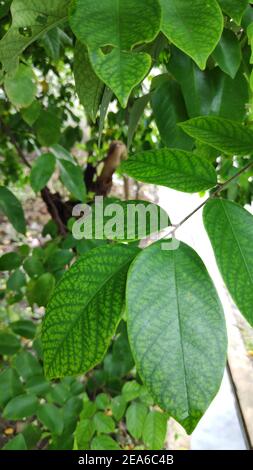 Selektives Fokusbild, das Bild des Baumes der Sternfrucht Stockfoto