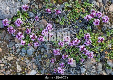 Frühblühender Thymian, Thymian, Thymus praecox, Thymus praecox subsp. Arcticus, Thymus polytrichus subsp. britannicus, Thymus arcticus, Mutter des Thymus Stockfoto