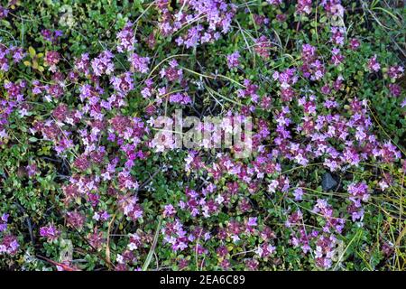 Frühblühender Thymian, Thymian, Thymus praecox, Thymus praecox subsp. Arcticus, Thymus polytrichus subsp. britannicus, Thymus arcticus, Mutter des Thymus Stockfoto